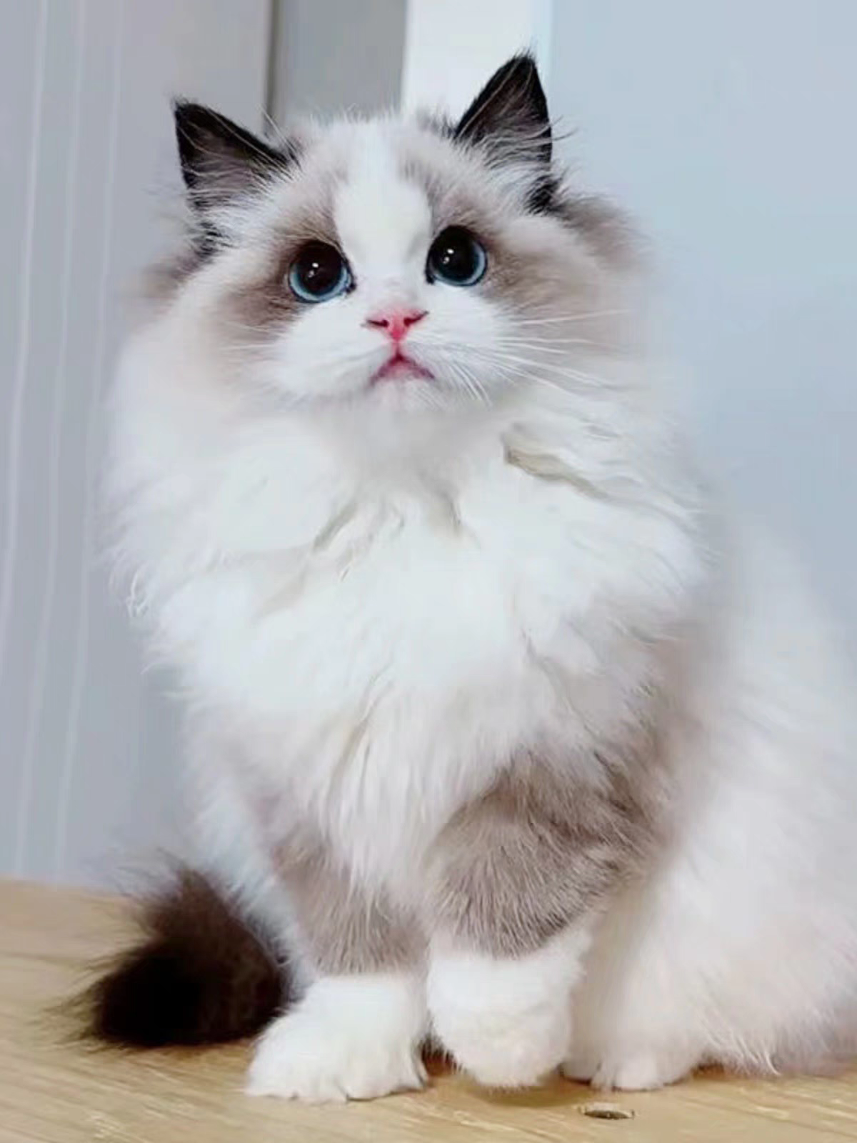 猫舍直销批发价格出售布偶猫